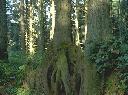 [thumbnail of Octopus Trees]