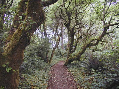[Photo of Rim Trail near Palmer's Point]