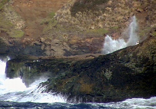 [Photo of blow hole]