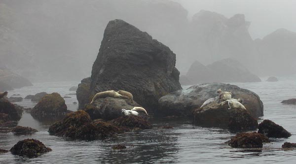 [Photo of seals on rocks]
