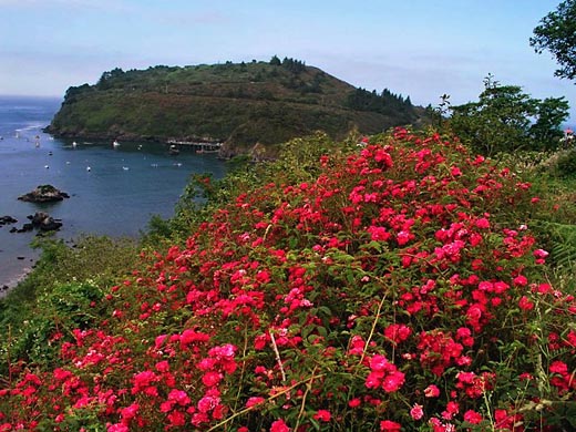 [Photo of roses and Trinidad Head looking SW from Wagner Street Trail]