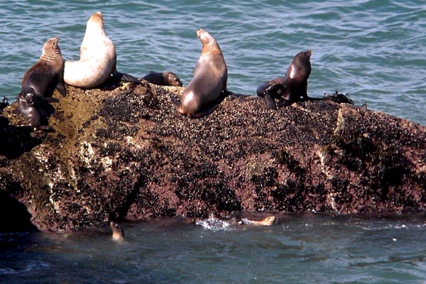 [Photo of sea lions]
