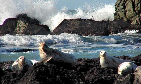 [Photo of seals]