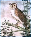 greathorned-owl.jpg (25061 bytes)