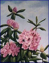 Rhododendron (29818 bytes)