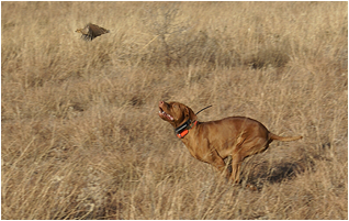 Description: hot pursuit cropped for PDJ