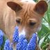 flower sniffing