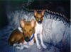 Bandit & Bailey (Basenjis)